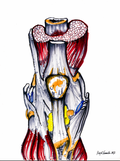 Anteroposterior View of the Knee