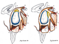 Sublabral Recess and Foramen
