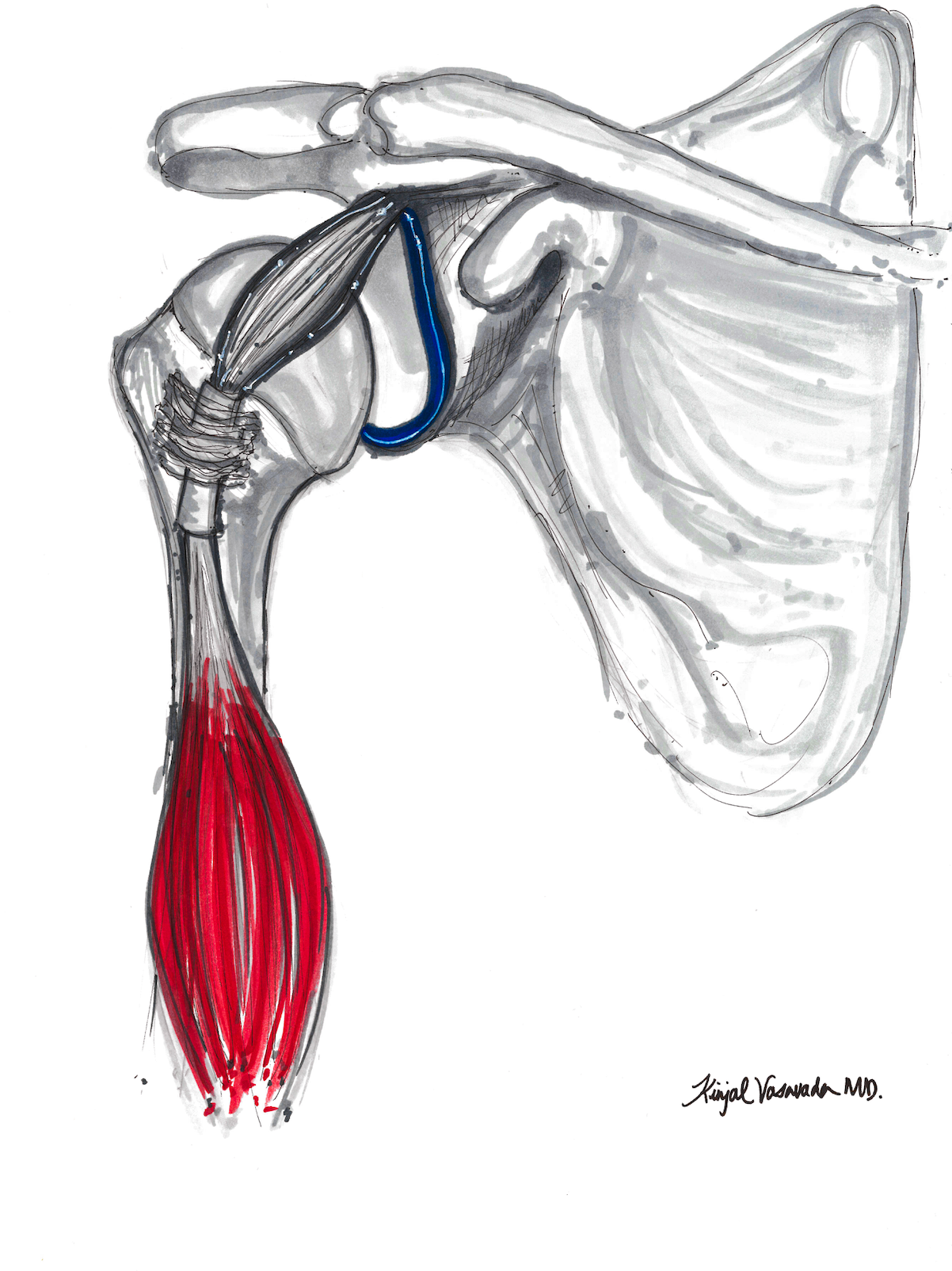 Hourglass Biceps Static