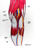 PMGR posterior knee