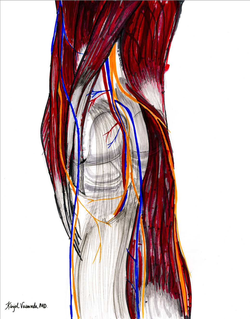 Posteriomedial View of the Knee