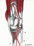Knee Scan II-A1