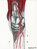 Knee Scan II-B