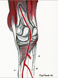 Knee Scan Normal